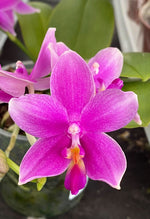 Carica l'immagine nel visualizzatore Galleria, Phalaenopsis Miki Flora