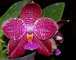 Carica l'immagine nel visualizzatore Galleria, Phalaenopsis (African Queen x P. Coral lsels) x P. lueddemanniana