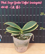 Carica l'immagine nel visualizzatore Galleria, Phalaenopsis Sogo Yenlin 'Coffee' (Sogo Vivien x Sogo Berry) Variegata