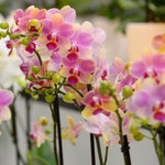Carica l'immagine nel visualizzatore Galleria, OFFERTA PHALAENOPSIS profumi di primavera