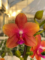Carica l'immagine nel visualizzatore Galleria, Phalaenopsis Sunset Orange = Bolgheri = Bronze Buddha (Phal. Golden Buddha x Phal. Auspice Hsintien)