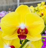 Carica l'immagine nel visualizzatore Galleria, Phalaenopsis Tiannong Yellow 'Nice'