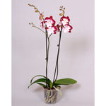 Carica l'immagine nel visualizzatore Galleria, Phalaenopsis Tinker Bell 'Kizz' - Big Lip