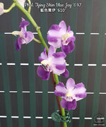 Carica l'immagine nel visualizzatore Galleria, Phalaenopsis Tying Shin Blue Jay '610'