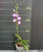 Carica l'immagine nel visualizzatore Galleria, Phalaenopsis Tying Shin Blue Jay '610'