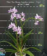 Carica l'immagine nel visualizzatore Galleria, Phalaenopsis Tzu Chiang Sapphire (peloric - 3 lips)
