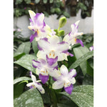 Carica l'immagine nel visualizzatore Galleria, Phalaenopsis Violet Vacation