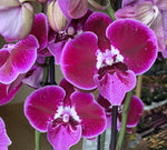 Carica l'immagine nel visualizzatore Galleria, Phalaenopsis Wine Velvet - Big Lip