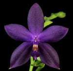 Carica l'immagine nel visualizzatore Galleria, Phalaenopsis YangYang Blue Angel (YangYang Blueberry x violacea var. indigo) Mainshow