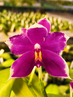 Carica l'immagine nel visualizzatore Galleria, Phalaenopsis Yaphon Gem x Shingher Pure Love