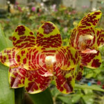 Carica l'immagine nel visualizzatore Galleria, Phalaenopsis Chienlung Crocodile 'Nan' (Phal. Yaphon Nicegirl × Phal. gigantea)