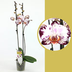 Carica l'immagine nel visualizzatore Galleria, Phalaenopsis Yu Pin Dream Girl