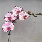 Carica l'immagine nel visualizzatore Galleria, OFFERTA PHALAENOPSIS ALTE