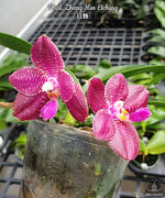 Carica l'immagine nel visualizzatore Galleria, Phalaenopsis Zheng Min Etching