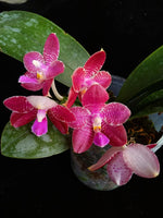 Carica l'immagine nel visualizzatore Galleria, Phalaenopsis Zheng Min Etching