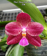 Carica l'immagine nel visualizzatore Galleria, Phalaenopsis Zheng Min Etching