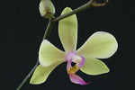 Carica l'immagine nel visualizzatore Galleria, Phalaenopsis amabilis f. aurea x Phal. stobartiana