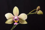 Carica l'immagine nel visualizzatore Galleria, Phalaenopsis amabilis f. aurea x Phal. stobartiana