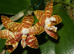 Carica l'immagine nel visualizzatore Galleria, Phalaenopsis amboinensis