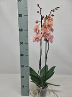 Carica l'immagine nel visualizzatore Galleria, Phalaenopsis Autumn Wind