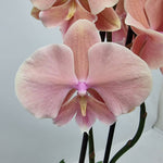 Carica l'immagine nel visualizzatore Galleria, Phalaenopsis Autumn Wind