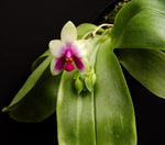 Carica l'immagine nel visualizzatore Galleria, Phalaenopsis bellina