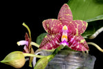 Carica l'immagine nel visualizzatore Galleria, Phalaenopsis Brother Ambo Passion x Phal. Jessie Lee