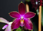 Carica l'immagine nel visualizzatore Galleria, Phalaenopsis corning's violet (corningiana x violacea)