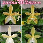 Carica l'immagine nel visualizzatore Galleria, Phalaenopsis cornu-cervi var. alba (peloric) × tetraspis 'C1'