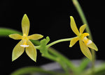 Carica l'immagine nel visualizzatore Galleria, Phalaenopsis cornu cervi var. alba