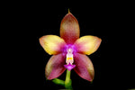 Carica l'immagine nel visualizzatore Galleria, Phalaenopsis Dragon Tree Eagle (Phal. Penang Girl x Phal. Black Eagle)