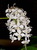 Carica l'immagine nel visualizzatore Galleria, Phalaenopsis equestris var. alba