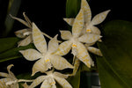 Carica l'immagine nel visualizzatore Galleria, Phalaenopsis hieroglyphica var. alba