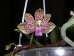 Carica l'immagine nel visualizzatore Galleria, Phalaenopsis Java Mini (Phal. javanica x Phal. finleyi)