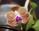 Carica l'immagine nel visualizzatore Galleria, Phalaenopsis javanica "Miki"