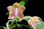 Carica l'immagine nel visualizzatore Galleria, Phalaenopsis javanica x Phal. hieroglyphica var. alba