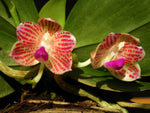 Carica l'immagine nel visualizzatore Galleria, Phalaenopsis javanica