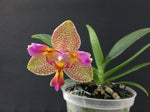 Carica l'immagine nel visualizzatore Galleria, Phalaenopsis Joy Fairy Tale (Phal. Ho's Princess Arai × Phal. Coral Isles)