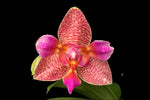 Carica l'immagine nel visualizzatore Galleria, Phalaenopsis Joy Fairy Tale (Phal. Ho's Princess Arai × Phal. Coral Isles)