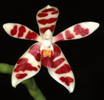 Carica l'immagine nel visualizzatore Galleria, Phalaenopsis maculata