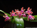 Carica l'immagine nel visualizzatore Galleria, Phalaenopsis mariae