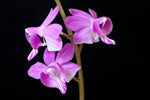Carica l'immagine nel visualizzatore Galleria, Phalaenopsis pulcherrima 'pink'