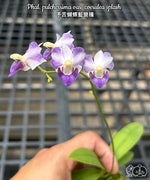 Carica l'immagine nel visualizzatore Galleria, Phalaenopsis pulcherrima var. coerulea splash