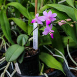 Carica l'immagine nel visualizzatore Galleria, Phalaenopsis pulcherrima var. coerulea x Phalaenopsis lindenii