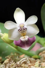 Carica l'immagine nel visualizzatore Galleria, Phalaenopsis Sacha (Phal. parishii x Phal. malipoensis)