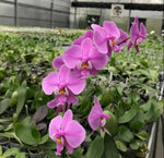Carica l'immagine nel visualizzatore Galleria, Phalaenopsis schilleriana (wild Mindoro x Ten Shin No. 1 (4n))