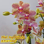Carica l'immagine nel visualizzatore Galleria, Phalaenopsis Sogo Pikachu '3880'