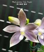 Carica l'immagine nel visualizzatore Galleria, Phalaenopsis speciosa 'Iron Purple'