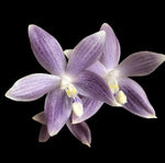 Carica l'immagine nel visualizzatore Galleria, Phalaenopsis speciosa 'Super Purple'