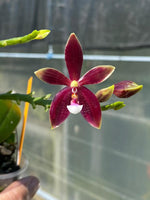 Carica l'immagine nel visualizzatore Galleria, Phalaenopsis speciosa x cornu-cervi f. chattaladae